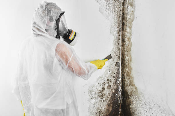Best Mold Remediation Services  in Bandon, OR