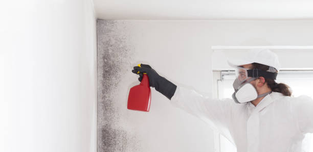 Best Mold Remediation Experts  in Bandon, OR
