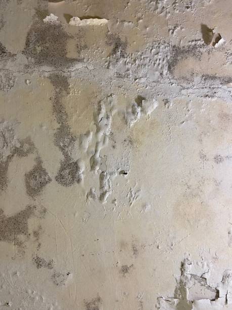 Best Local Mold Removal Service  in Bandon, OR