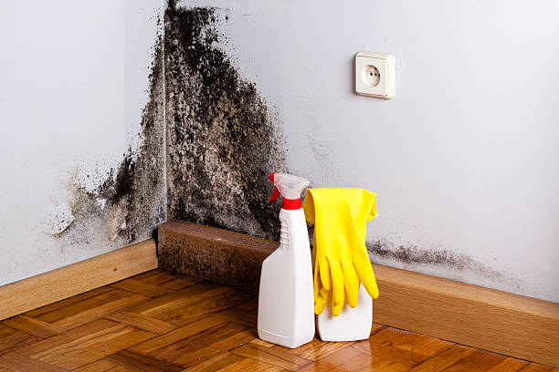 Best Mold Testing  in Bandon, OR
