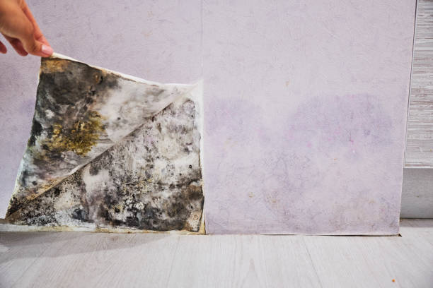 Best Mold Removal and Inspection  in Bandon, OR